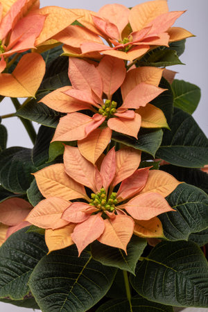 The poinsettia orange flowers. The Flower of the Christmasの写真素材