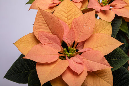 The poinsettia orange flowers. The Flower of the Christmasの写真素材