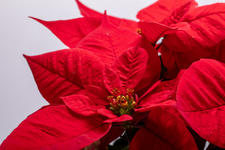 The poinsettia red flowers. The Flower of the Christmasの写真素材