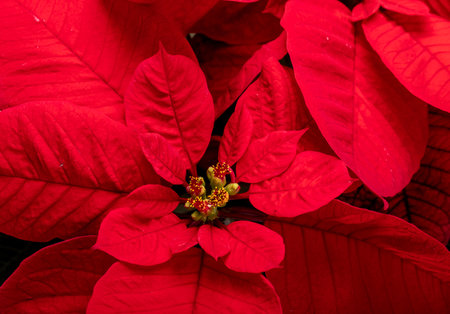 The poinsettia red flowers. The Flower of the Christmasの写真素材