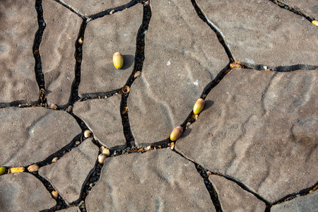 Acorns of Common oak (Quercus robur) on paving stonesの写真素材
