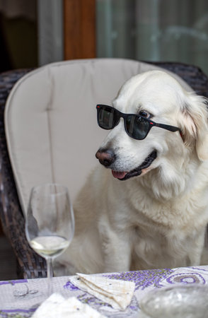 golden retriever relaxing in the armchair with sunglasses