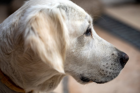 beautiful golden retriever on the stone terrace in garden