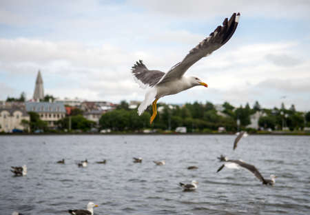 a flock of gulls in Reykjavik. Icelandの写真素材