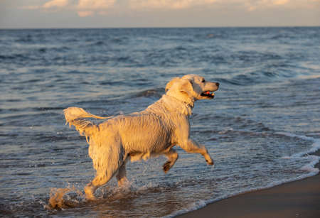 Golden retriever plays in the water on the beach