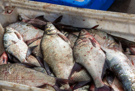 fresh fish sold straight from the fishing boat in the port