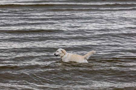 Golden retriever plays in the water on the beach