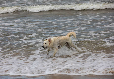 Golden retriever plays in the water on the beach