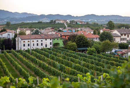 Picturesque hills with vineyards of the Prosecco sparkling wine region in Valdobbiadene, Italy.のeditorial素材