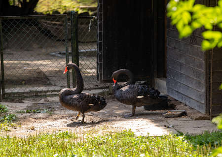 The Black Swan, Cygnus atratus is a large waterbird, a species of swan which breeds mainly in the southeast and southwest regions of Australia.の写真素材