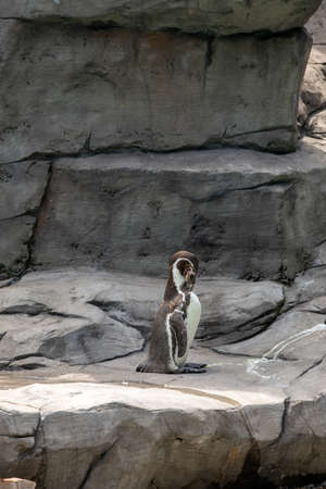 The Humboldt Penguin, Spheniscus humboldti also termed Peruvian penguinの写真素材
