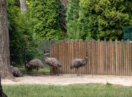 Beautiful Emu Bird. Emu a flightless bird from Australiaの写真素材