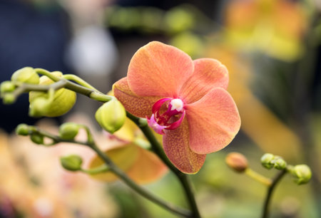 Close up of beauty colorful orchid flowerの写真素材