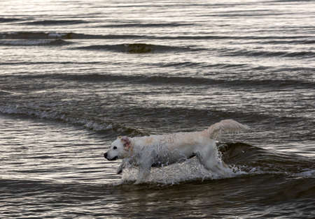 Golden retriever plays in the water on the beach