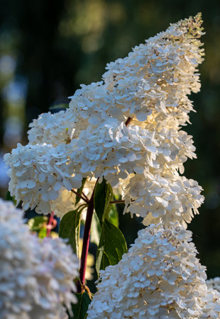 closeup of a beautiful white hydrangea in garden