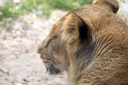 Asiatic lion (Panthera leo persica). A critically endangered species.の写真素材