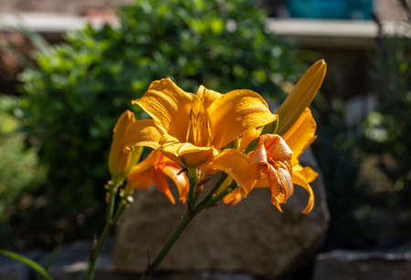 orange lily flower with delicate petals in gardenの写真素材