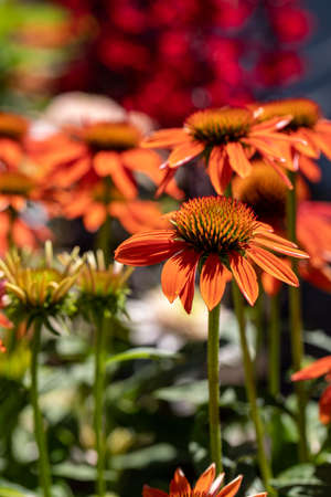 Flowers of Echinacea - an herb stimulating the immune systemの写真素材