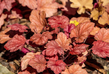heuchera plants as very nice natural backgroundの写真素材