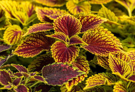 Floral carpet of red and green leaves of the coleus. Nature scene with decorative leaf garden plants.の写真素材