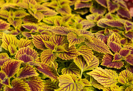Floral carpet of red and green leaves of the coleus. Nature scene with decorative leaf garden plants.の写真素材