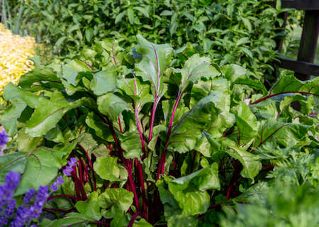 Green leaves of beets grow from the ground in the home garden