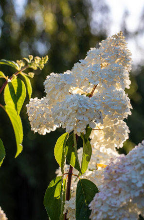 closeup of a beautiful white hydrangea in garden