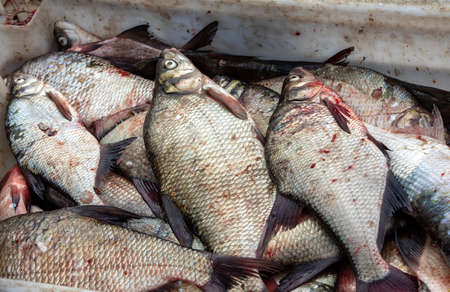 fresh fish sold straight from the fishing boat in the port
