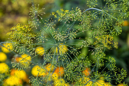 Dill blooming with yellow flowers at summer as herb in a gardenの写真素材