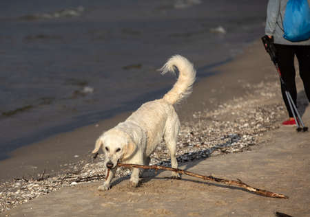 Golden retriever plays in the water on the beach
