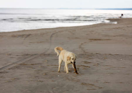 Golden retriever plays in the water on the beachの写真素材