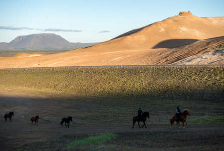 South Iceland - July 23, 2017: Icelandic horse in the field of scenic nature landscape of Iceland. The Icelandic horse is a breed of horse locally developed in Iceland as Icelandic law prevents horses from being imported.のeditorial素材