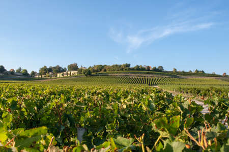 Ripe red Merlot grapes on rows of vines in a vienyard before the wine harvest in Saint Emilion region. Franceの写真素材