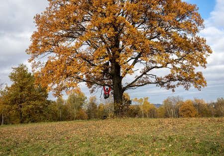 Ochojno, Poland - November 1, 2020: Oak tree with golden autumn foliage in sunny day. Colorful autumn landscape.のeditorial素材