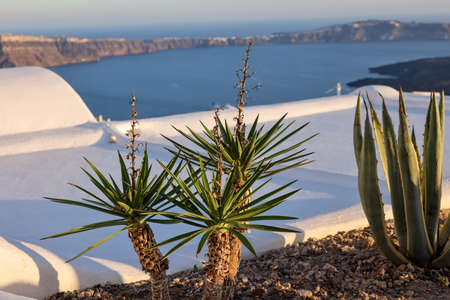 Close-up of cacti and aloes growing in a flower bed in Santorini. Caldera on background.の写真素材