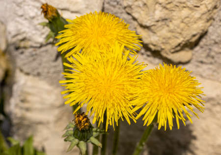 Close up of beautiful yellow dandelion flowersの写真素材