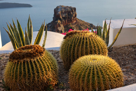 Close-up of cacti and aloes growing in a flower bed in Santorini. Caldera on background.の写真素材