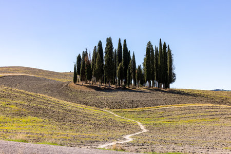 Iconic group of cypress trees in a field, near San Quirico, Tuscany, Italyの写真素材