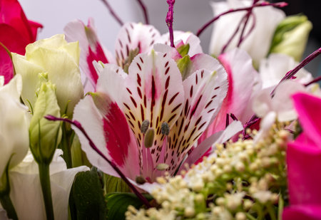 beautiful florist bouquet of roses and freesiasの写真素材