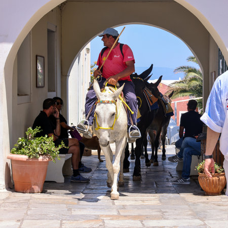 Oia, Santorini, Greece - July 3, 2021: Donkeys on the streets of Oia on the Santorini island. Greeceのeditorial素材