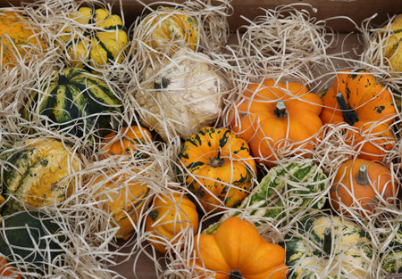 Ripe pumpkins sold at a street stall during the farmers market in Cremona, Lombardy, Italyの写真素材
