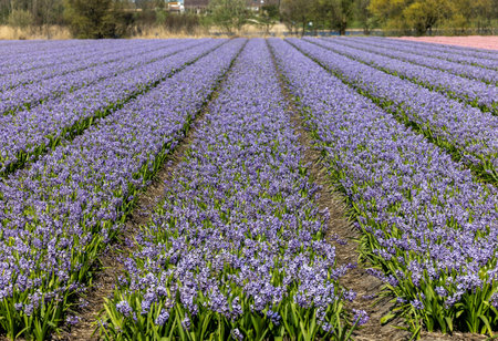 Fields of blooming hyacints near Lisse in the Netherlandsの写真素材