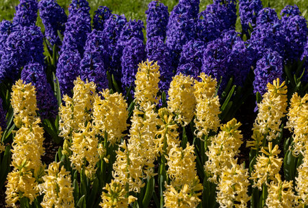 yellow and blue hyacinths blooming in a gardenの写真素材