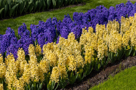 yellow and blue hyacinths blooming in a gardenの写真素材