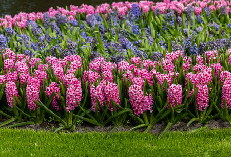 pink and blue hyacinths blooming in a gardenの写真素材