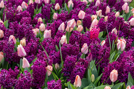 pink tulips and purple hyacinths blooming in a gardenの写真素材