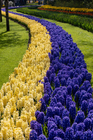Yellow Tulips and blue hyacinths blooming in the Keukenhof Garden in Lisse, Netherlands.の写真素材