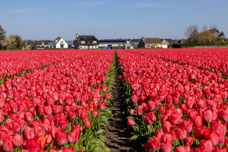 Fields of blooming tulips near Lisse in the Netherlandsの写真素材