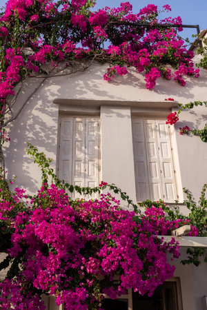 Red bougainvillea climbing on the wall of house in Rethymnon, Crete, Greeceの写真素材