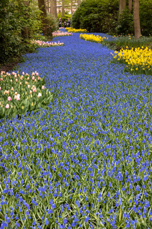 Colorful flowers in the Keukenhof Garden in Lisse, Holland, Netherlands.のeditorial素材